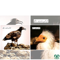 گونه کرکس مصری Egyptian Vulture